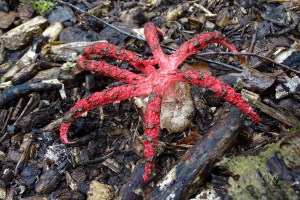 Clathrus archeri (1) (1200 x 800).jpg